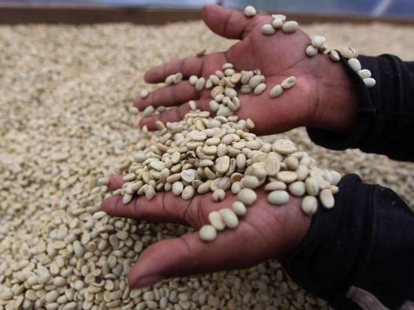 El 45% de las divisas que ingresan a la economía de Honduras por concepto de exportación de bienes proceden del café.