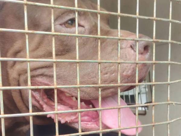 La organización recordó que han conocido casos en los que niños han estado en riesgo debido a ataques de perros, e incluso mencionó situaciones en las que menores han perdido la vida.