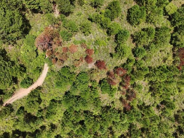 Los bosques de Honduras, están bajo estricta vigilancia para evitar futuros brotes destructivos del gorgojo. En el 2025 se realizó el control del 100% de las infestaciones.