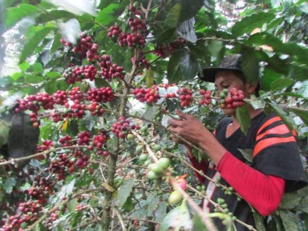 A nivel de la región Honduras es el primer productor de café, el tercero de América y ocupa la séptima posición de país exportador en el mundo.