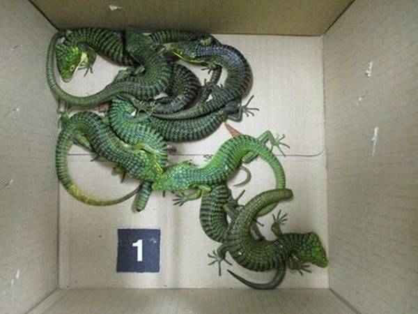 Los dragoncitos del sur iban en una veintena de pares de calcetines en la maleta, junto con 200 lagartos, uno de ellos muerto.