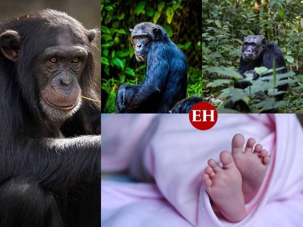 Frodo era un chimpancé del Parque Nacional de Gombe en Tanzania, quien sorprendió al mundo entero tras secuestrar, matar y comerse a una bebé. Aquí contamos su historia. ¡Mucha atención!