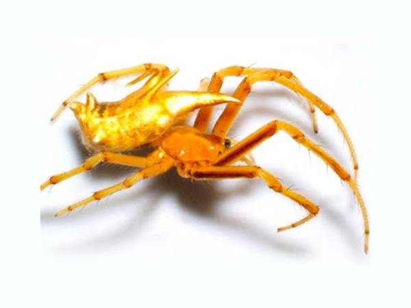 Ecuador es uno de los países con mayor biodiversidad gracias a su localización que colinda con la cordillera de Los Andes y la selva del Amazonas.