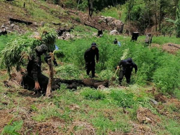 Los militares cortaron las plantas y procedieron a quemarla en el lugar.