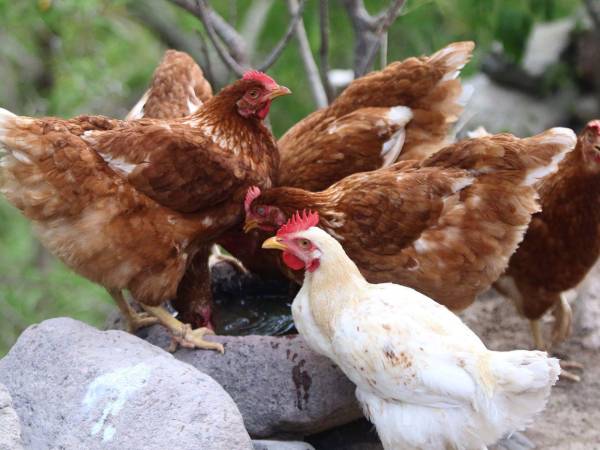 Las gallinas cacarean del hambre y han dejado de comer por falta de comida.