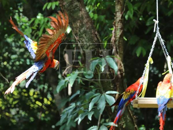 Siete guacamayas rojas fueron liberadas este lunes en la cuenca del río Cangrejal, en La Ceiba, como parte de un proyecto de reintroducción de la especie. Aquí el emocionante momento en que las aves finalmente fueron introducidas a su hábitat ideal.