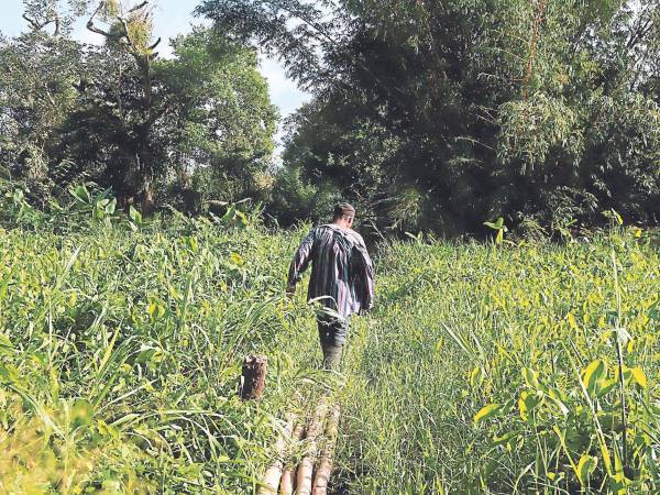 El IICA insiste que el mejoramiento y la inversión en conectividad, en especial en zonas rurales, favorecerá al crecimiento económico.