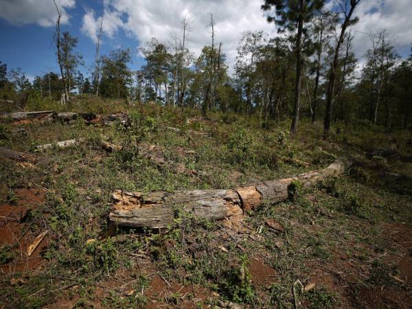 En Lepaterique se rigen con el Plan de Manejo Forestal que, según los pobladores, permite talar árboles con el permiso de la alcaldía, pero deben reforestar.