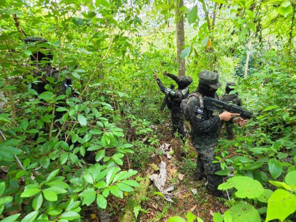 Equipos especiales de las Fuerzas Armadas en coordinación de la Dirección de Lucha Contra el Narcotráfico (DLCN), localizaron y aseguraron la plantación de arbustos de hoja de coca en Iriona, Colón.