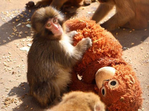 A principios de la semana pasada, varios videos difundidos en la red social X mostraban a Punch siendo agredido físicamente por otro macaco adulto.