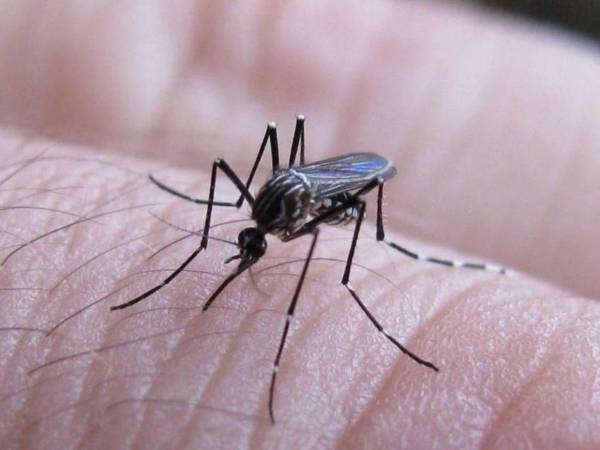 El diputado explicó que el mosquito transmisor tiene mayor actividad en horas de la tarde, lo que incrementa el riesgo de contagio.