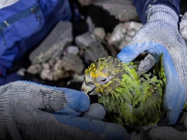 Tras más de una semana bajo los escombros que dejaron los devastadores terremotos en Venezuela, el loro Panchito fue rescatado con vida; sin embargo, falleció a causa de sus graves heridas.