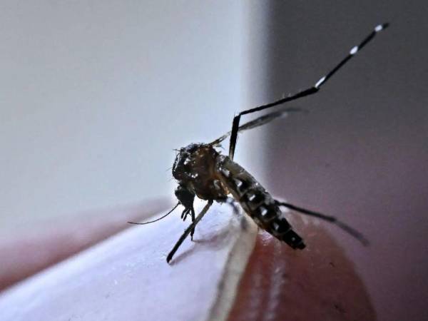 El dengue sigue afectando a Panamá, donde el área metropolitana y San Miguelito concentran la mayor cantidad de contagios.