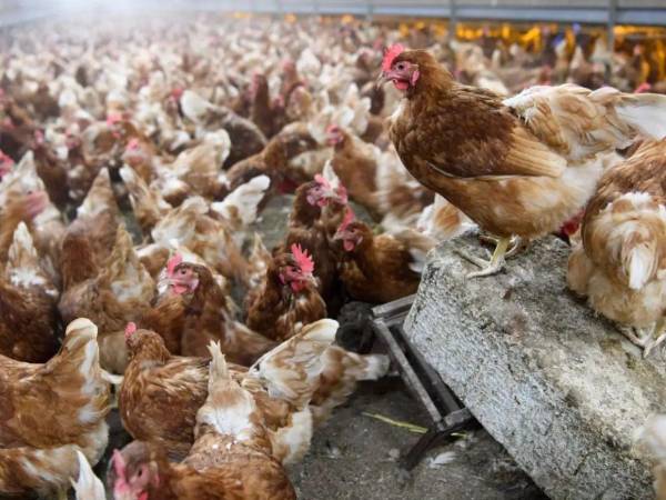La influenza aviar H5N1 es una enfermedad que se transmite de aves a los humanos y puede provocar cuadros respiratorios severos