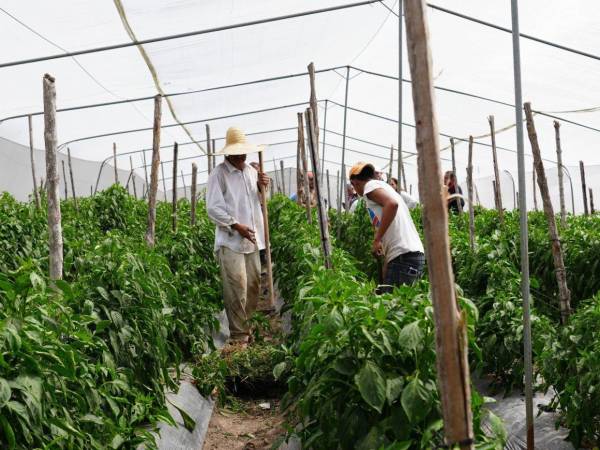 Las autoridades indicaron que fortalecerán los programas de apoyo a los pequeños y medianos productores del país.