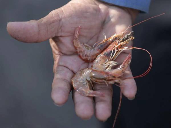 La escasez de lluvias impactó en la industria acuícola al obligar a que 6,000 hectáreas no fueron cultivadas con camarón.