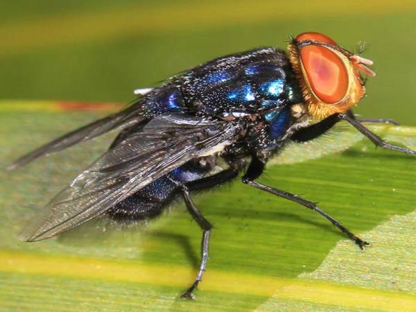 La mosca del gusano barrenador, Cochliomyia hominivorax, deja sus huevecillos en heridas abiertas, y al eclosionar las larvas se alimentan del tejido vivo.