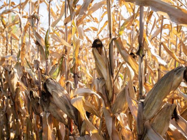 Honduras también es vulnerable a las sequías extremas, sobre todo en los municipios del Corredor Seco.