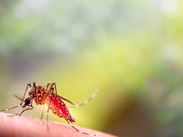 Un total de 3,935 casos sospechosos de dengue acumula Honduras en lo que va del 2026, autoridades analizan sí joven falleció a causa del zancudo trasmisor.
