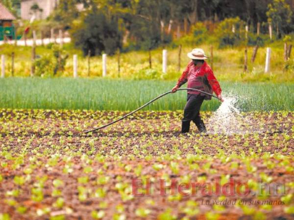 En el campo, los productores pequeños y grandes se preparan para la llegada del invierno, que se espera sea el próximo mes.