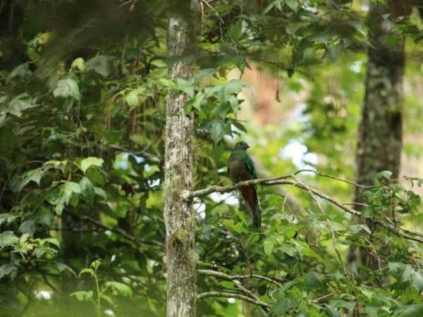 <b>Parque Nacional Cusuco</b>. Perfecto para los amantes de la naturaleza y el senderismo. Este parque, ubicado a pocos kilómetros de la ciudad, ofrece vistas espectaculares, biodiversidad y la posibilidad de desconectarse del bullicio urbano.