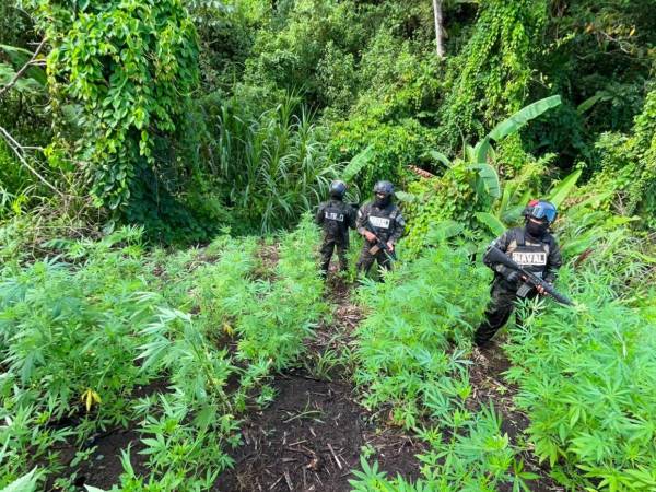 En el sector de Tapiquil, municipio de Tocoa, departamento de Colón, se llevaron a cabo los aseguramientos de dos plantaciones de marihuana. Aquí las imágenes de las plantaciones.