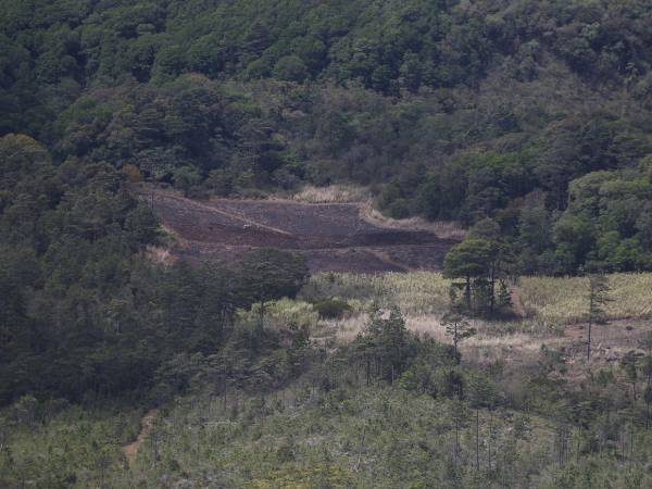 Según el ICF, la agricultura migratoria es una de las causas de la pérdida de bosque en Honduras, pero también la más difícil de erradicar.