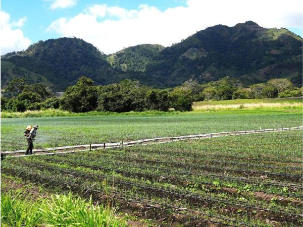 Las autoridades gubernamentales buscan estrategias para contribuir a la seguridad alimentaria en el territorio nacional.
