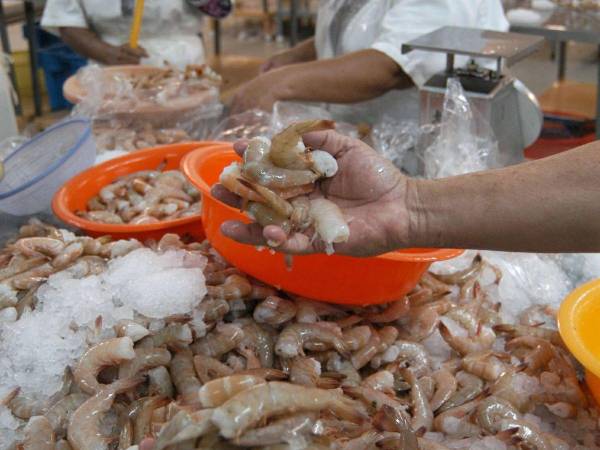 Los camaroneros han abandonado sus fincas por el bloqueo mexicano.