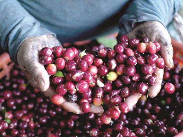 En julio de 2026, las exportaciones hondureñas de café aumentaron 16.3% interanual, pese a que los envíos de México y otros países de la región disminuyeron, según la OIC