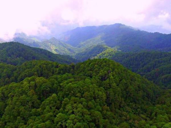 Montaña Verde se rige bajo un reglamento interno por parte del consejo indígena, el cual estableció una serie de directrices para garantizar la sana convivencia social en la comunidad.