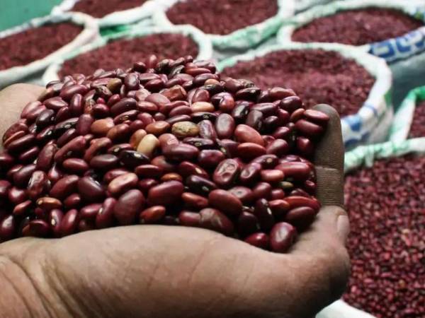 Para cubrir la demanda de granos básicos en Honduras se importará frijoles y arroz. Las autoridades buscan no caer en una crisis alimentaria.