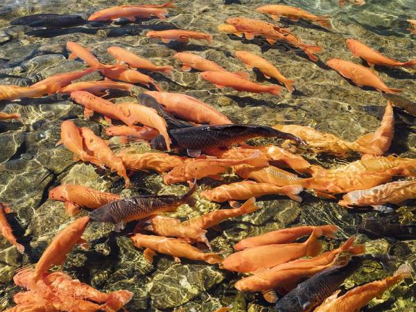 La SAG impulsa la acuicultura como motor de empleo y desarrollo en comunidades rurales.