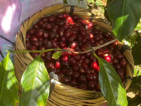 El cultivo de café aporta el 25.17% del Valor Agregado Bruto agropecuario, según el Banco Central de Honduras (BCH).