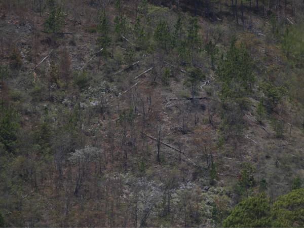 El municipio de Lepaterique ha perdido en los últimos 25 años más de 5,000 hectáreas de bosque. La tala es una de las causas, aunque también la plaga del gorgojo dejó daños.