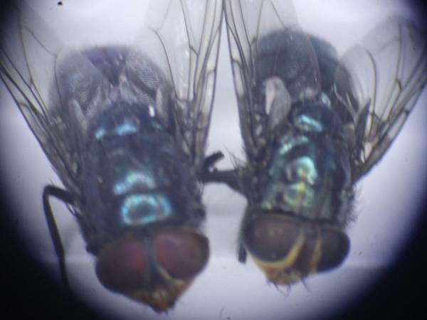 Este es el aspecto de la mosca Cochliomyia Hominivorax del Gusano Barrenador de Ganado.