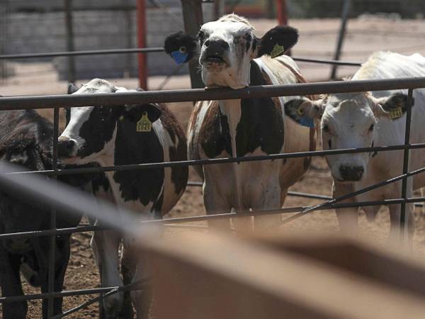 Los ganaderos afirmaron que el gusano barrenador ha ocasionado millones en pérdidas a los productores nacionales, ya que no pueden exportar a Estados Unidos.