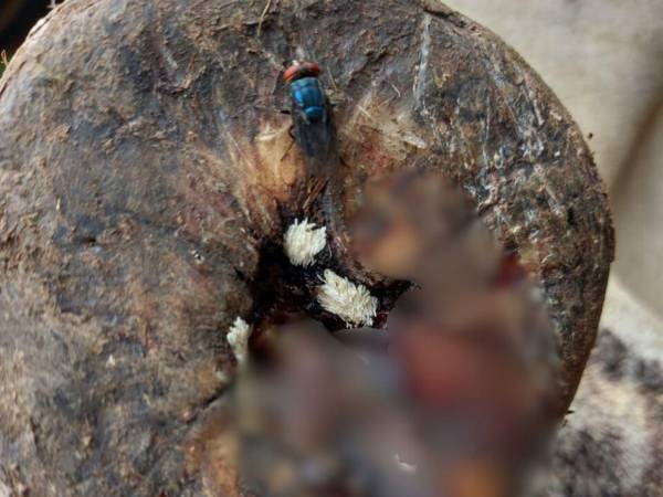 Los casos de miasis por gusano barrenador en humanos en la región ascienden a 439; los países activaron las alertas ante el incremento de casos.