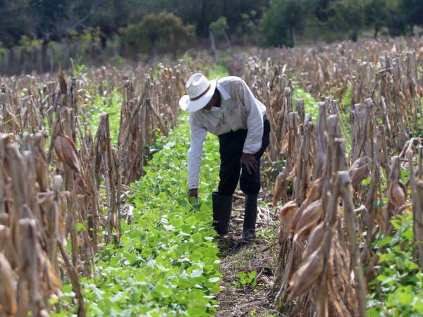 Jorge Pérez, un trabajador del Valle de Jamastrán, ve con preocupación como cada año los productores abandonan sus parcelas de cultivo debido a la falta de agua y de apoyo técnico gubernamental.