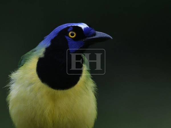 Un destello de color entre las ramas, el golpeteo rítmico de un pico contra un tronco o el silbido que llega desde las copas de los árboles. Esos momentos fueron los que el fotorreportero Emilio Flores persiguió durante el Centroamérica Big Day 2026, el evento regional de observación de aves que el pasado 14 de marzo movilizó simultáneamente a siete países del istmo y el Caribe.