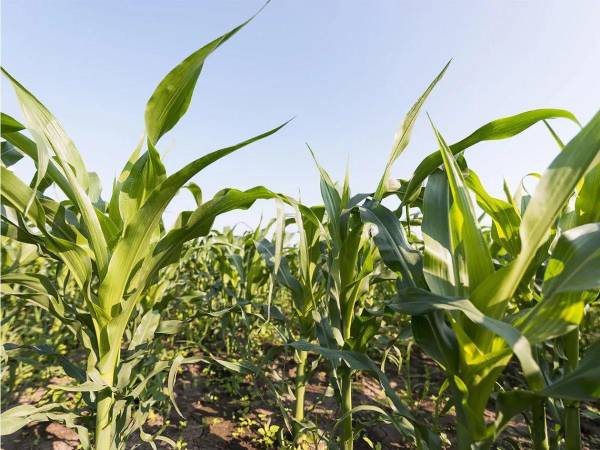 Del total de empleos hay 759,273 hombres, el 86.3%, mientras que un 13.7% son mujeres, es decir 120,339.