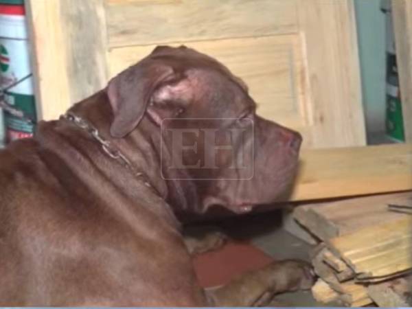 Autoridades sanitarias llegaron hasta la vivienda ubicada en la colonia Hato de Enmedio, de Tegucigalpa, donde un perro pitbull atacó y mató a su dueño el pasado lunes 21 de septiembre.