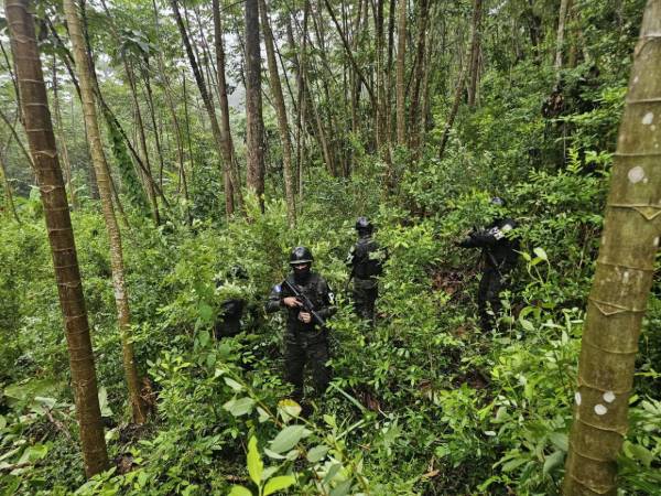 La operación fue ejecutada mediante patrullajes de largo alcance permitiendo ubicar y asegurar el cultivo en una zona montañosa del sector.