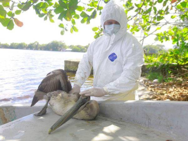 Honduras registró en 2023 un brote de gripe H5N1 en pelícanos, fueron cerca de 250 aves que murieron en ese entonces por la enfermedad.