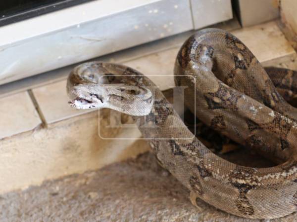 “Es una boa; no es venenosa, pero siempre se recomienda no acercarse porque puede reaccionar por instinto”, advirtió Madrid.
