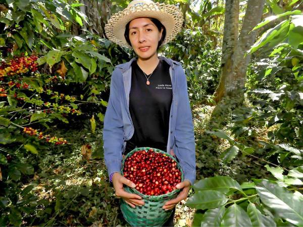 La recuperación de la producción y mejores rendimientos permitieron que el volumen de café exportado creciera 24.6% a mayo de 2026, según el BCH.