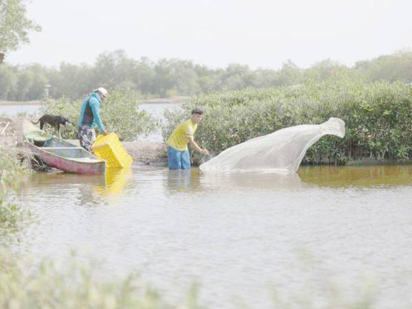 La industria camaronera de Choluteca y Valle sería uno de los afectados por la no extensión del Régimen de Importación Temporal.