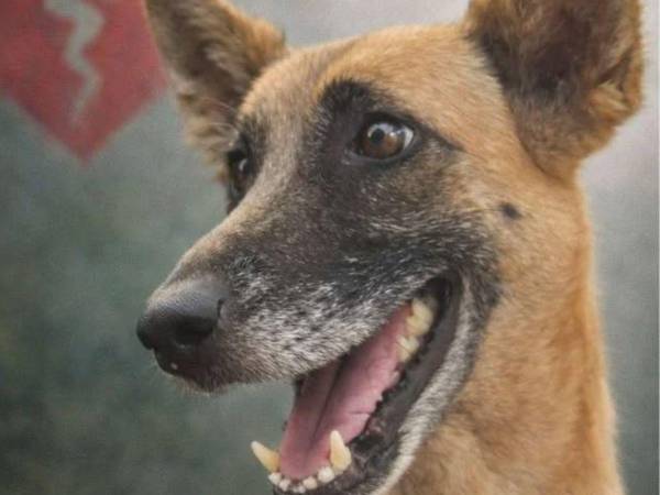 Un acto inhumano le arrebató la vida a la perrita Bella, quien vivía en la Universidad Nacional Autónoma de Honduras (UNAH), en el campus de Tegucigalpa, bajo el cuidado de “Huellas Solidarias”, un grupo de estudiantes voluntarios. ¿Qué pasó el día de su muerte?