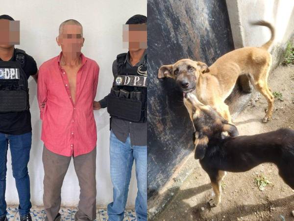 Un sexagenario fue capturado en Colón acusado de maltrato animal agravado. Aquí los detalles del sufrimiento de los pequeños caninos.