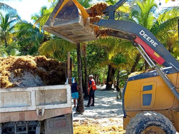 Ante la llegada de sargazo en las playas de Roatán, el presidente Nasry Asfura instruyó acciones inmediatas para resguardar la actividad turística.